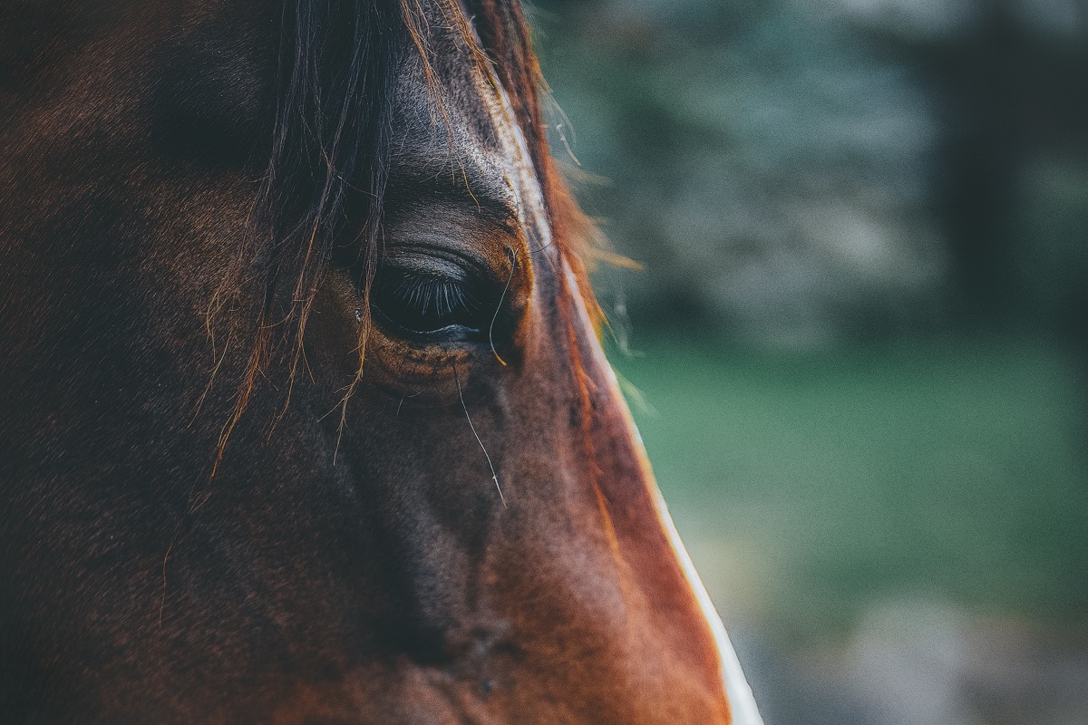 Obraz oka koně
